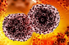 Literatura científica indica que a VRK1 e VRK2 são encontradas em quantidades mais elevadas nas células malignas do que nas normais