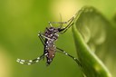1280px-Aedes_aegypti.jpg 1280px-Aedes_aegypti.jpg