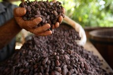 O aumento da temperatura, provocado pelas mudanças climáticas, pode colocar em risco a indústria mundial do cacau em 2050