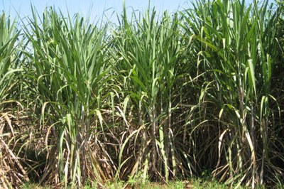 A produção de etanol no Nordeste corre o risco de ser interrompida após o fim da próxima safra