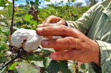 Foto: Leandro Vasconcelos/Cepac