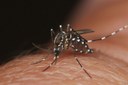 aedesaegypti.jpg