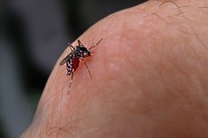 Em áreas urbanas, a transmissão da febre amarela acontece através da picada do mosquito Aedes aegypti