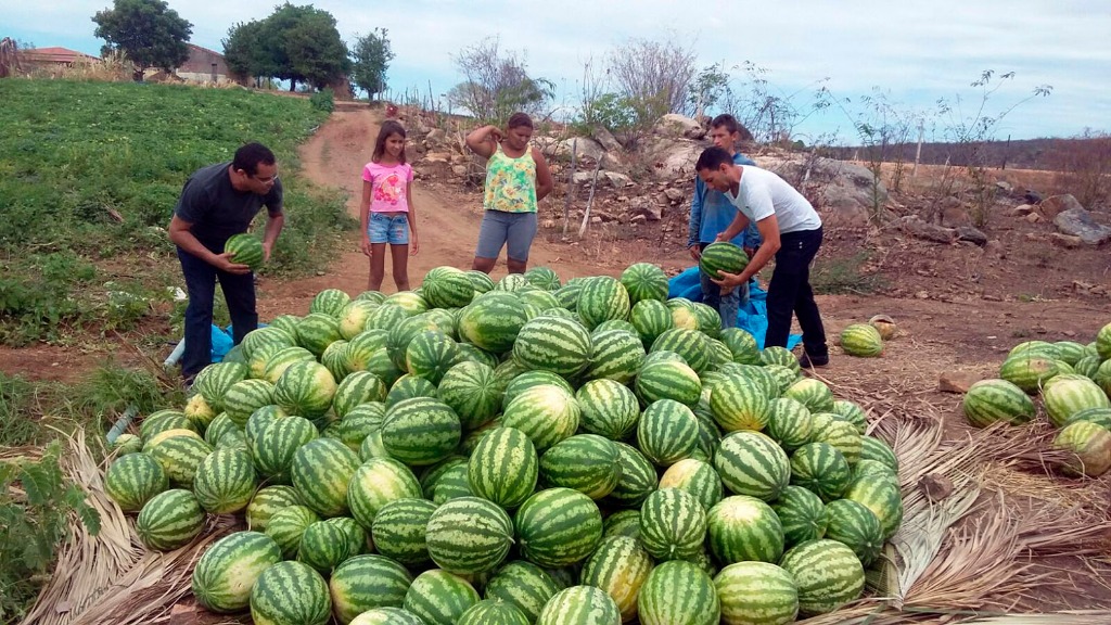 Nazarezinho familias mudam de vida cultivando hortaliças (4).jpg