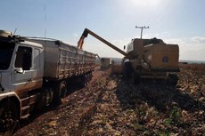 A área colhida não deve sofrer grande variação em relação a 2017, o que mostra uma perda de produtividade do setor