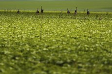 Plantação de soja em área do município de Alto Paraíso, em Goiás, onde são vistos várias Emas no meio do plantio