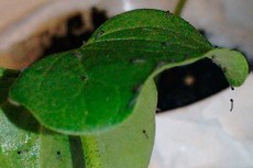 A lagarta-do-cartucho se alimenta de até 100 tipos de plantas e é capaz de transitar entre diferentes cultivos e causar prejuízos