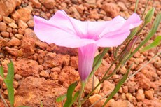 A Ipomoea carajasensis é uma das espécies da diversificada e rica flora da Serra dos Carajás, no Pará