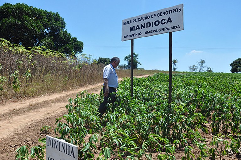 semente-maniva-emepa2_portal.jpg semente-maniva-emepa2_portal.jpg