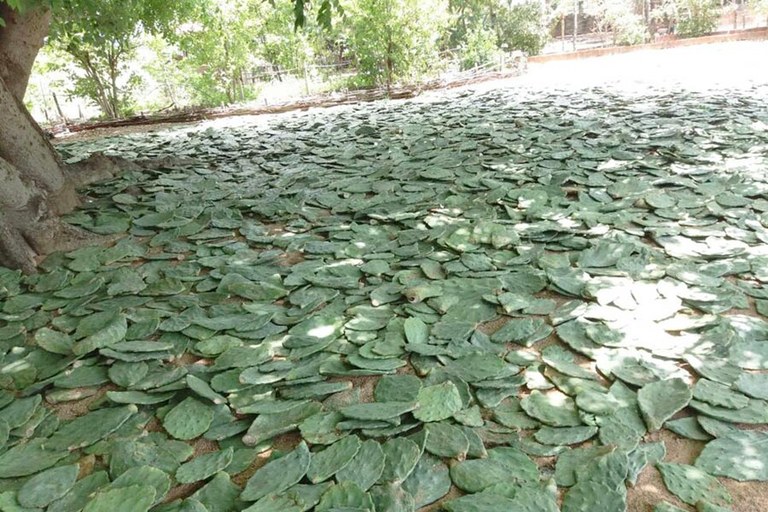 emater_criadores plantam palma na falta de racao_ (1).jpg emater_criadores plantam palma na falta de racao_ (1).jpg