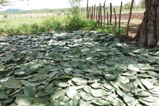 A produção de forragem para o rebanho durante o período de estiagem consta do plano da Gestão Unificada Emepa/Interpa/Emater