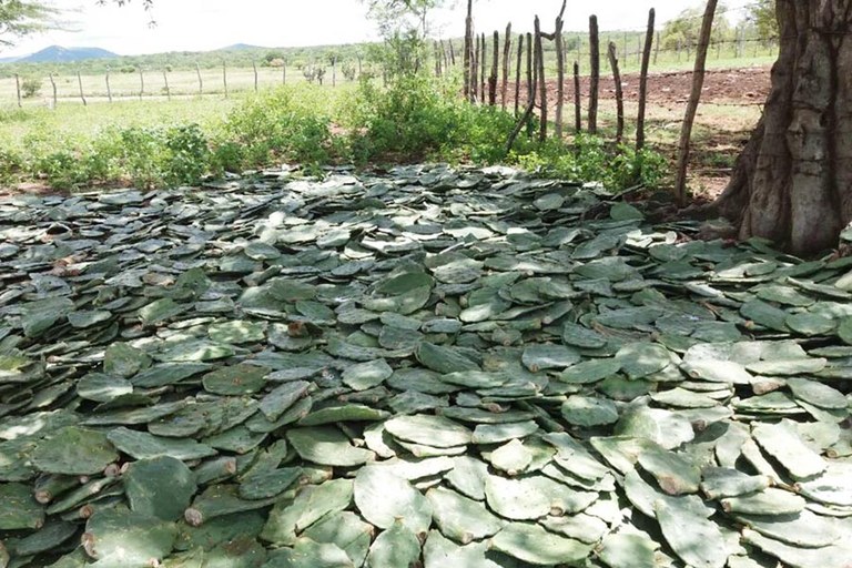 emater_criadores plantam palma na falta de racao_ (6).jpg emater_criadores plantam palma na falta de racao_ (6).jpg