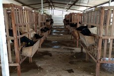 De acordo com pesquisa realizada pela empresa, a alimentação à base da palma forrageira trouxe também boa conformação de carcaças e velocidade de crescimento