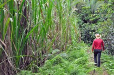 Os resultados das pesquisas demonstram índices de produtividade de até 40 toneladas acima da produção convencional
