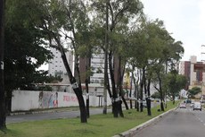 Mais de 30 árvores adultas (foto) já foram sacrificadas pela prefeitura; bióloga afirma que gestão prejudicará os moradores