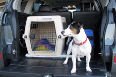 Forma mais segura de viajar com pets é a garantia de que estão presos para evitar sofrimento em freadas bruscas e colisões