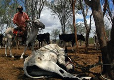 A Região Nordeste do País enfrenta uma seca que já dura cinco anos