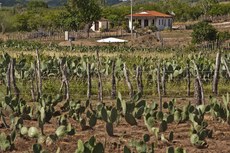 O sistema ajuda a melhorar a vida de famílias que vivem no Semiárido, onde são longos os períodos de estiagem
