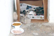 Para evitar contaminação, é aconselhável isolar o gato infectado do contato com outros animais