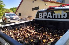 Os caranguejos-uçá estavam sendo comercializados em cordas no Mercado Central e na Feira de Mangabeira, na capital