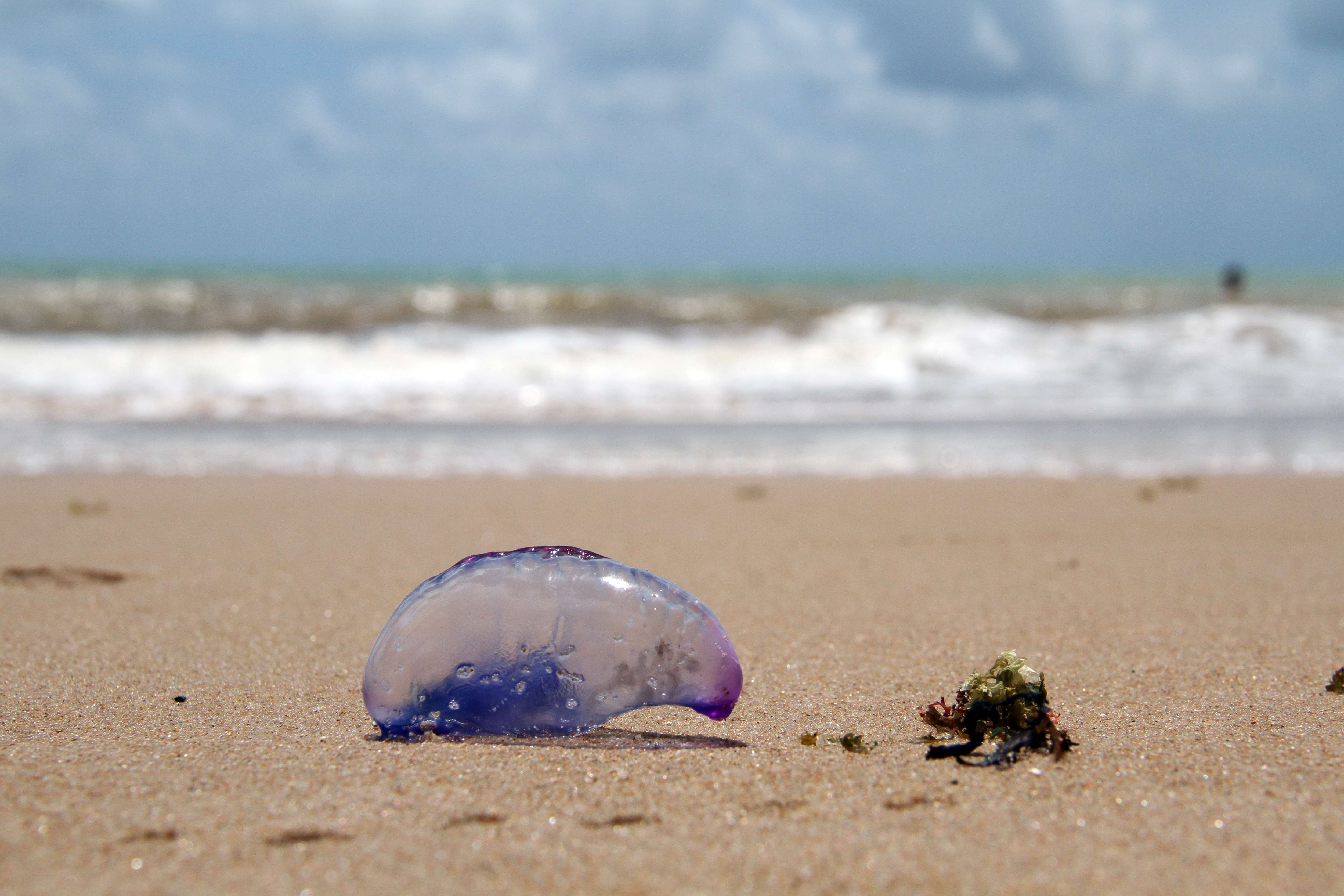 Caravelas_F. Evandro Pereira (3).JPG