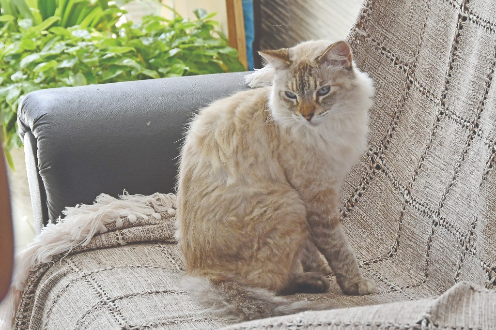 2021.08.06_brechó_sos animais e plantas © roberto guedes (2).JPG