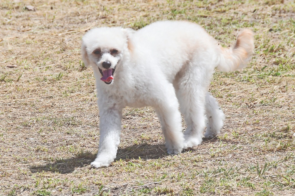 adestramento cães ©roberto guedes (80).JPG