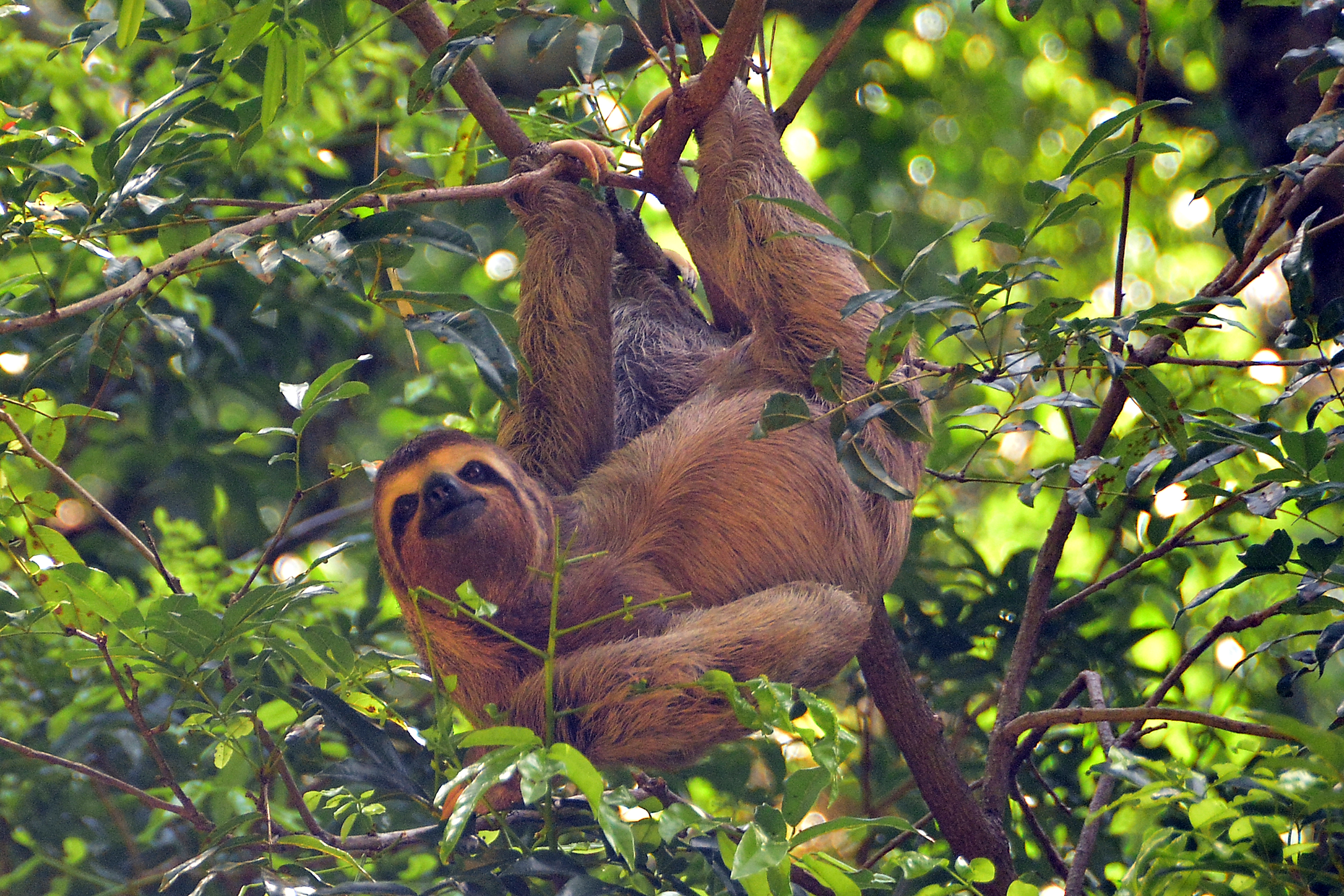 Bicho preguiça Foto Secom JP.jpg