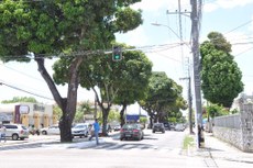 Árvores nas ruas dos centros urbanos trazem benefícios, como ar mais limpo, menor poluição sonora e temperatura mais equilibrada