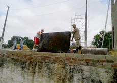 Mosquito é responsável por transmitir a dengue, o zika vírus e a chikungunya