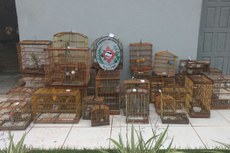 Todas as aves foram levadas para CETAS (Cabedelo), onde serão examinadas por biólogos para depois serem soltas no habitat natural