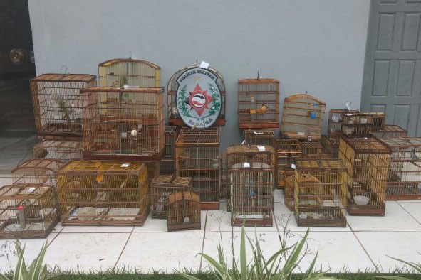 Passaros _ Polícia Ambiental.jpg Passaros _ Polícia Ambiental.jpg