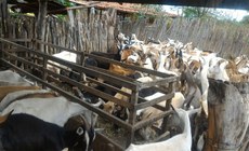 A Associação dos Ovinocaprinocultores de Ouro Velho recebeu matrizes e reprodutores para caprinocultura, objetivando fortalecer a atividade produtiva na região