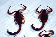 O tipo de escorpião mais perigoso é a espécie  Tityus stigmurus