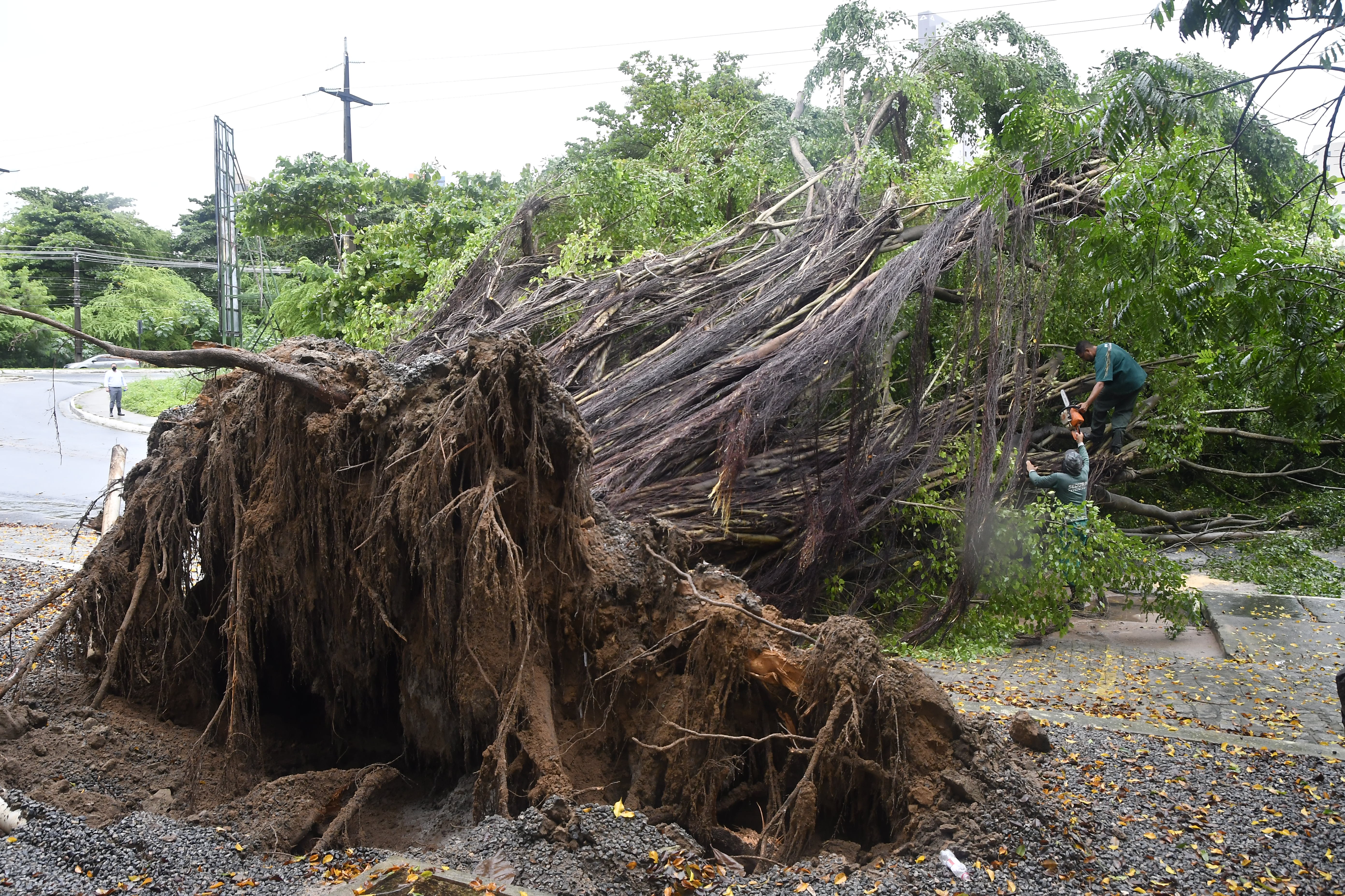2021.05.14_arvore caida epitacio pessoa © roberto guedes (59).JPG