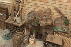 Papa-capins, galo de campina, golado, concriz, cancão, papacu, periquitos da terra, azulão e anumará foram encaminhadas para o Centro de Triagem de Animais Silvestres