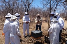 Em Várzea, agora atendido com o apiário, são beneficiadas 65 famílias também com outras ações