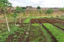 Há dois anos, a família cultiva hortaliça agroecológica (alface, cebolinha, agrião, pimentão e couve-flor) que vem tendo boa aceitação