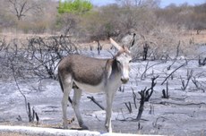 Abate de jumentos entre 2019 até 2021 teve um crescimento de 200%, colocando os ambientalistas em alerta