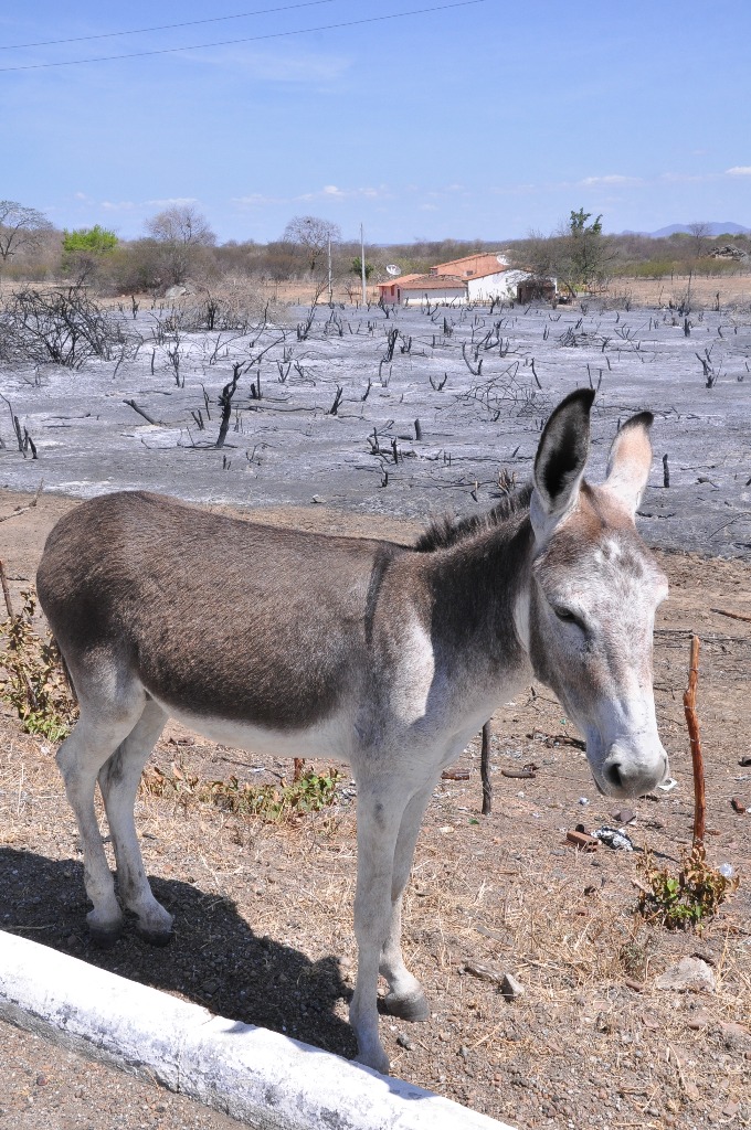 JUMENTO EM BUSCA DE COMIDA (7).JPG