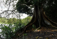 Foto: Roberto Guedes