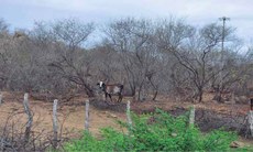 Escassez de água no Semiárido paraibano foi determinante para publicação do novo decreto