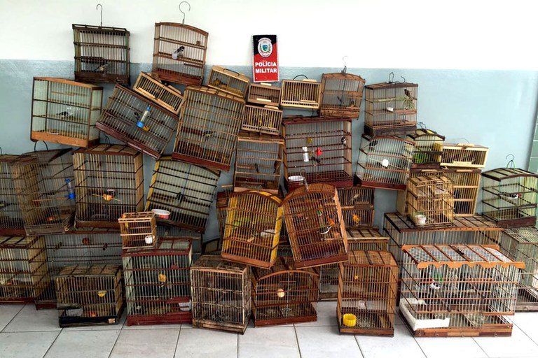 Animais resgatados na feira livre.jpg