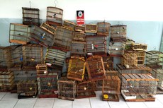 Animais silvestres estavam sendo comercializados em uma feira no centro de Santa Rita