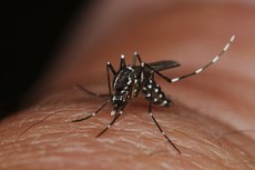 Projeto prevê o desenvolvimento de aplicativos que deverão contribuir para evitar a proliferação do Aedes Aegypti