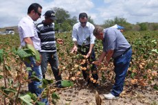 Paraibanos vão demonstrar os sistemas de produção do algodão para o fortalecimento do setor na América do Sul