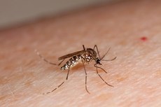 Nos primeiros meses de 2017, o Estado reduziu drasticamente os números de casos suspeitos das doenças causadas pelo Aedes aegypti