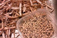 Método permite germinação e crescimento em condições de semiaridez