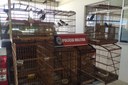 Foram apreendidas 15 aves silvestres que estavam em cativeiro no bairro São José, na capital