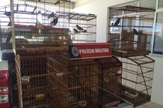 Foram apreendidas 15 aves silvestres que estavam em cativeiro no bairro São José, na capital